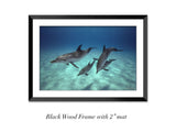 "Pod of Atlantic Spotted Dolphins"