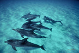 "Snorkeler With Pod Of Atlantic Spotted Dolphins"