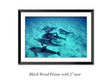 "Snorkeler With Pod Of Atlantic Spotted Dolphins"