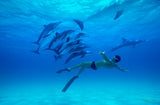 "Synchronized Swimmers"