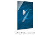 "Blue Whale and Calf"