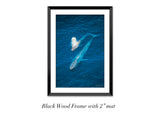"Blue Whale and Calf"