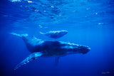 "Humpback Mother and Calf"