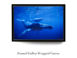 "Humpback Mother and Calf"