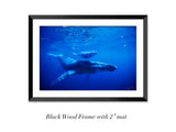"Humpback Mother and Calf"