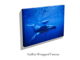 "Humpback Mother and Calf"