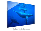 "Humpback Whales"