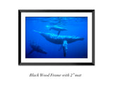 "Humpback Whales"