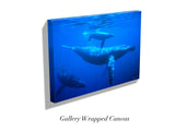 "Humpback Whales"
