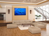 "Humpback Whales"