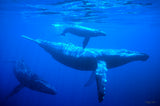 "Humpback Whales"